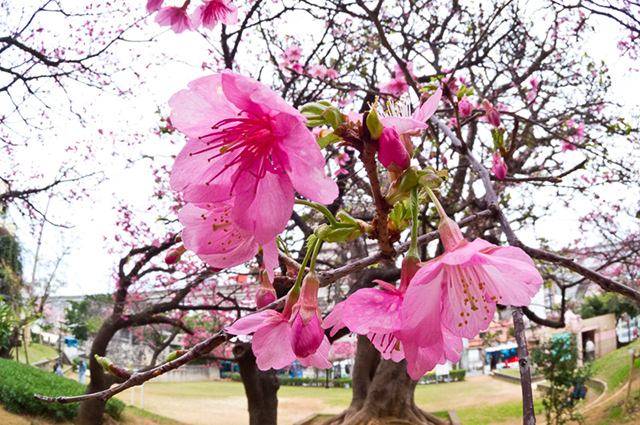 桜