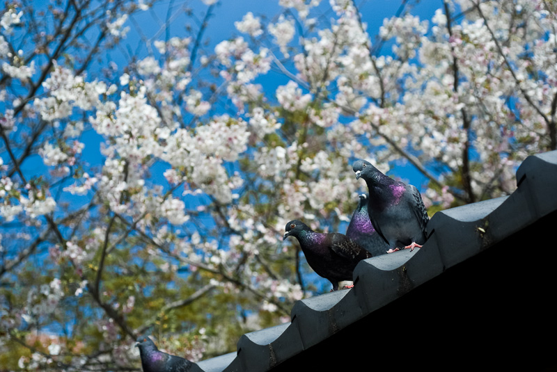 鳩と葉桜